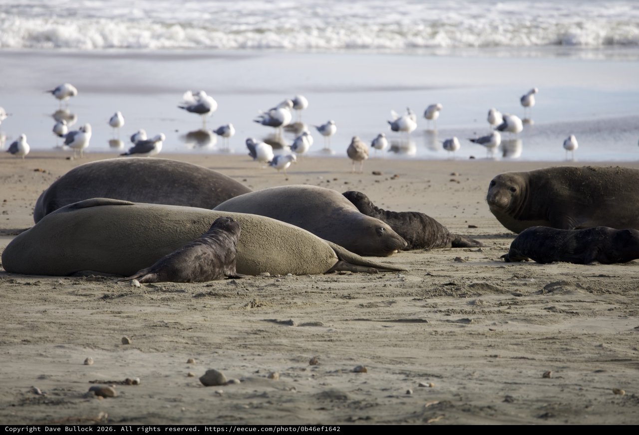 Elephant Seals Resting on Drakes Beach with Seagulls
