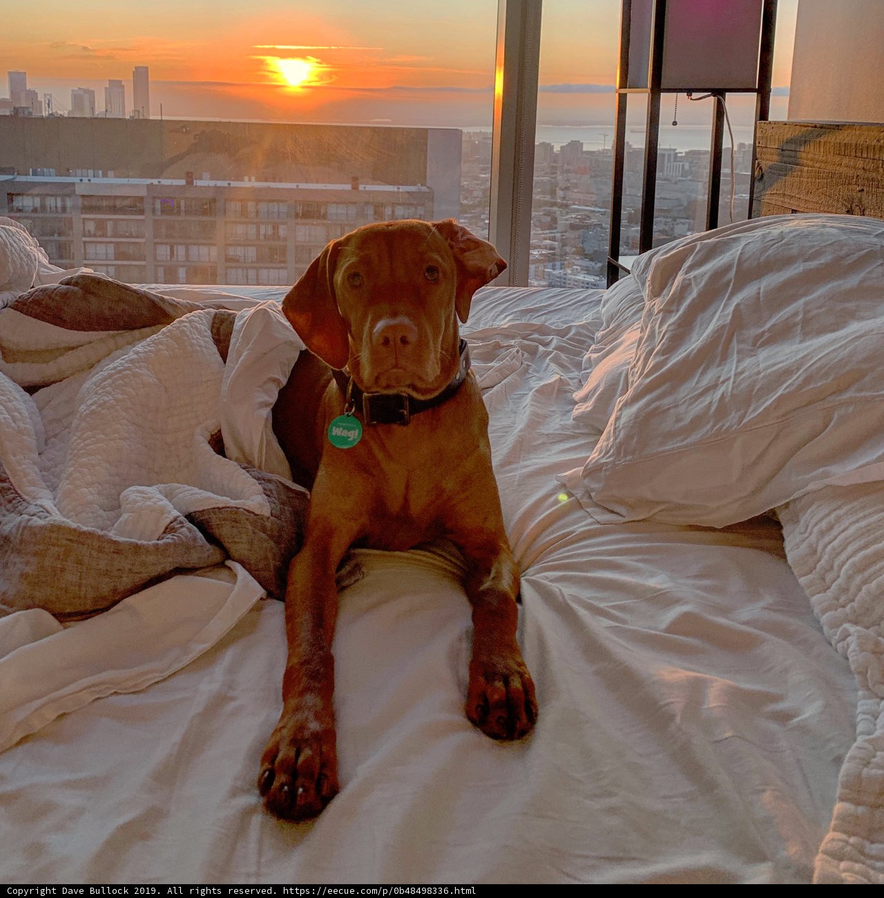 Sunset Snuggle Sessions