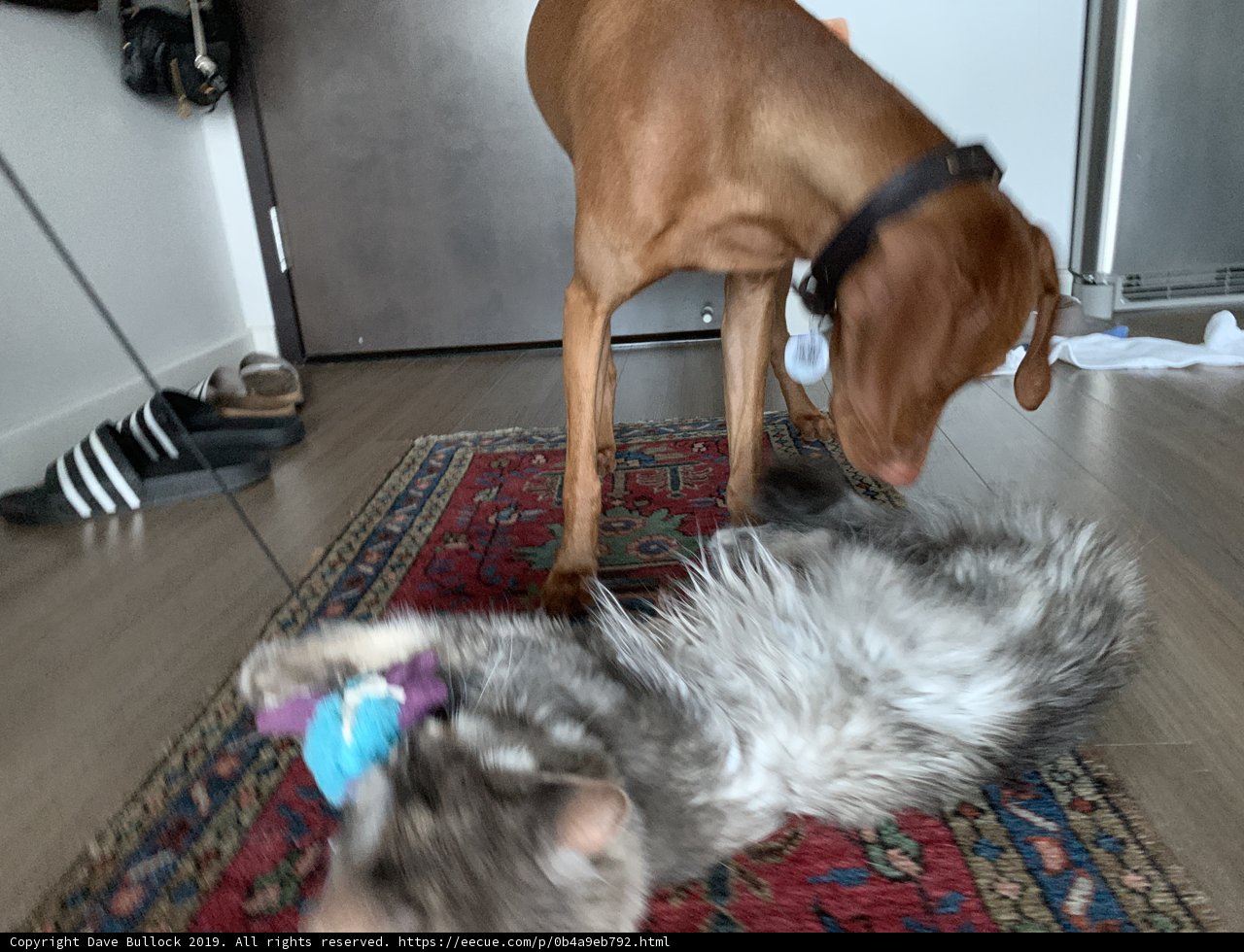 Pals on Hardwood