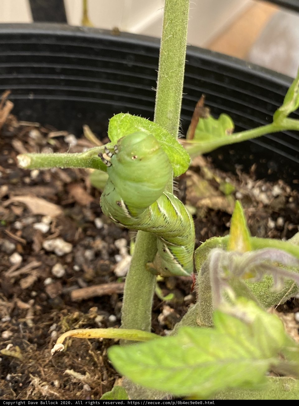 Crawling on Foliage