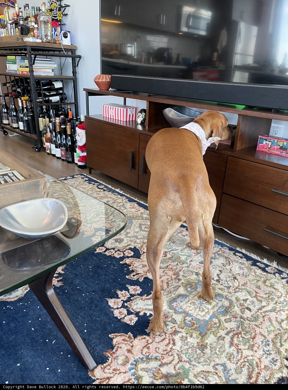 Furry friend watching TV