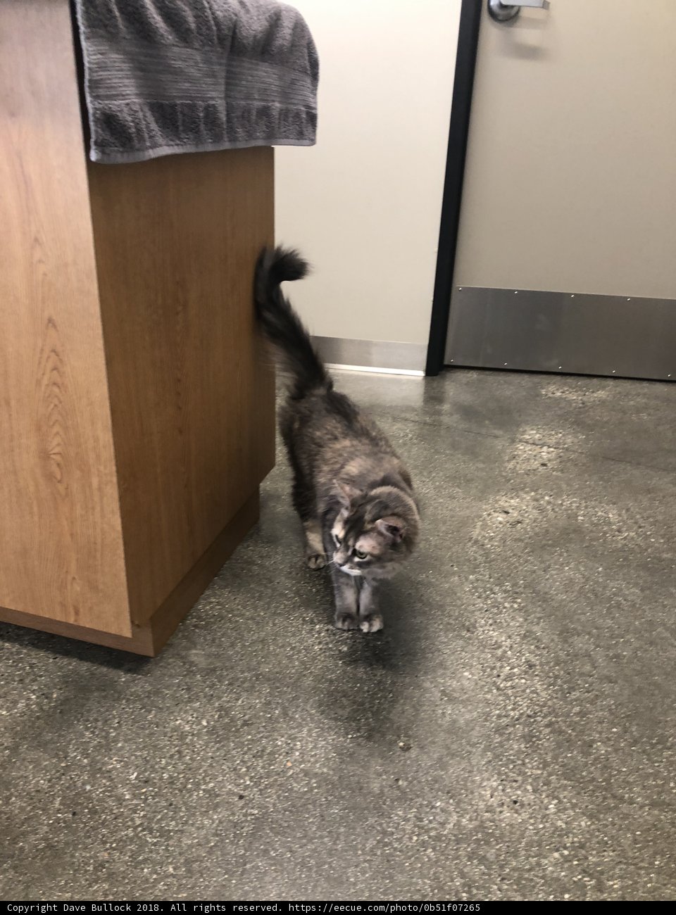 At Home with a Feline Friend
