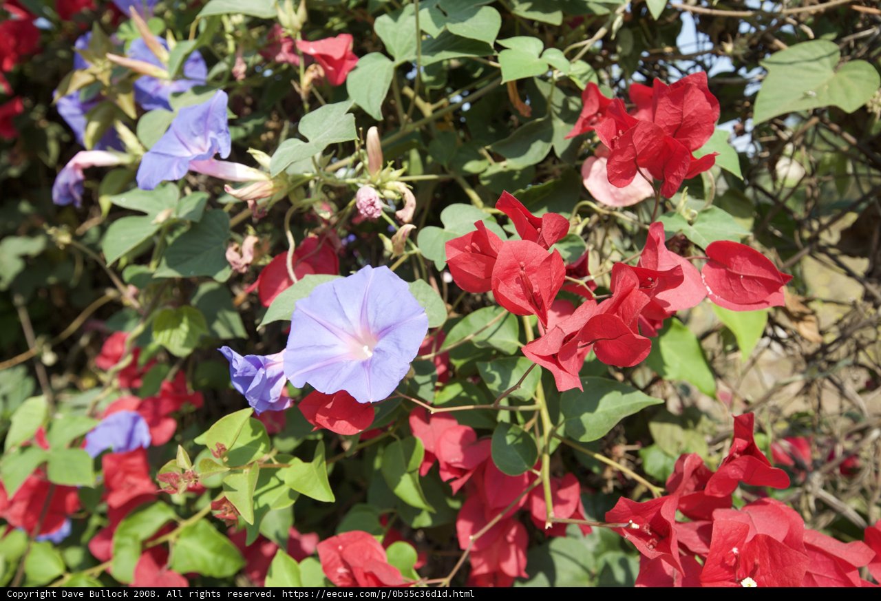 Burst of Color