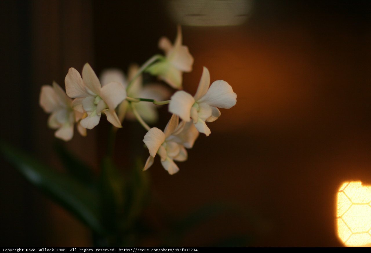 Serenity in White