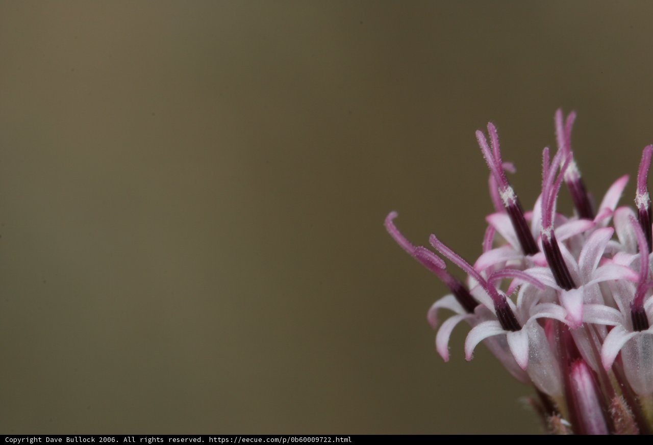Purple Petals in Bloom