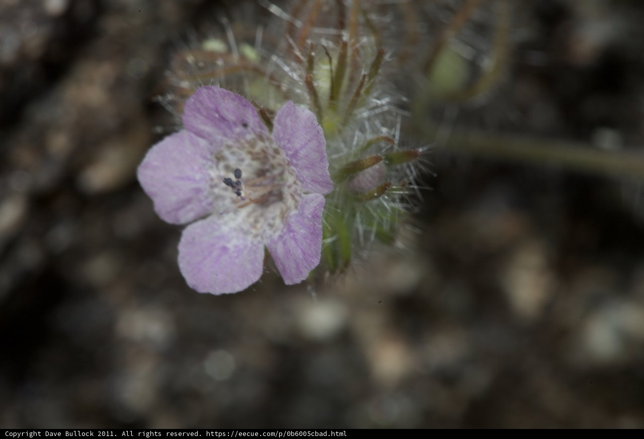 Smallest Beauty on the Rocks