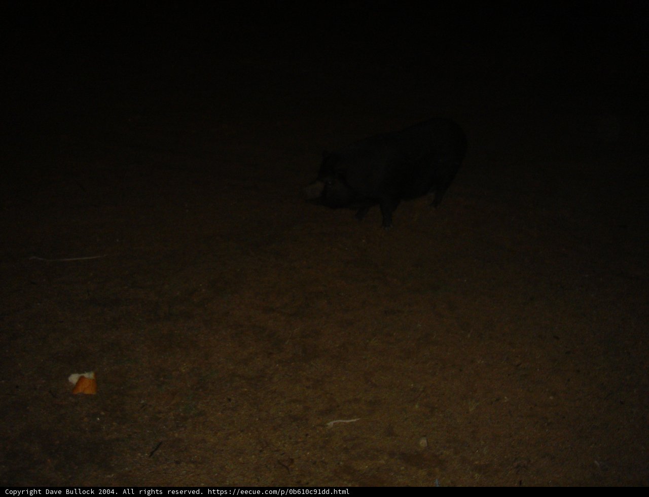 Lone Pig in the Night
