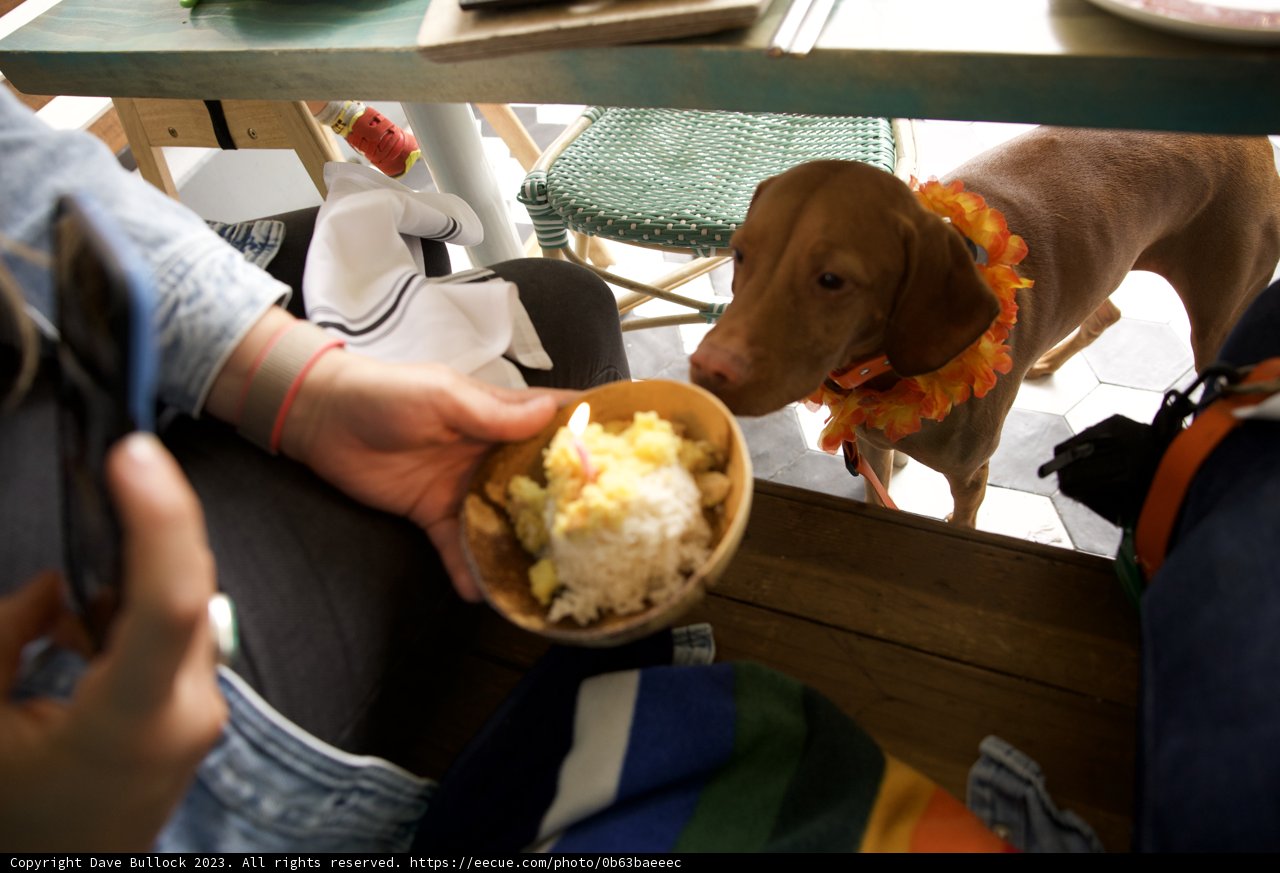 A Furry Guest at the Dining Table