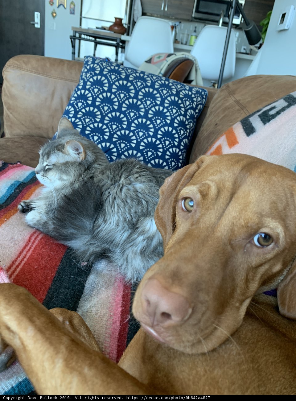 Cozy Companions