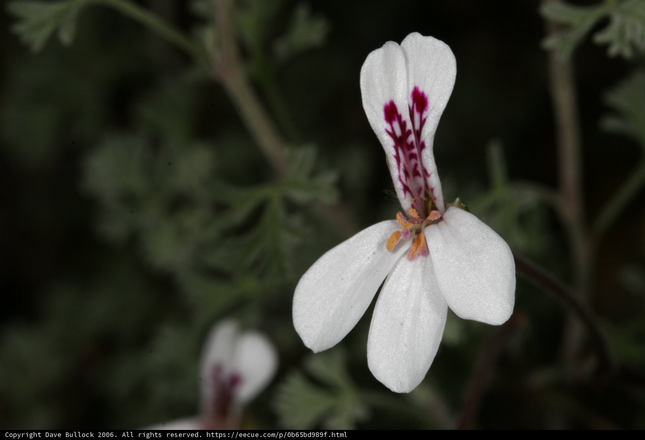 The Spotted Geranium