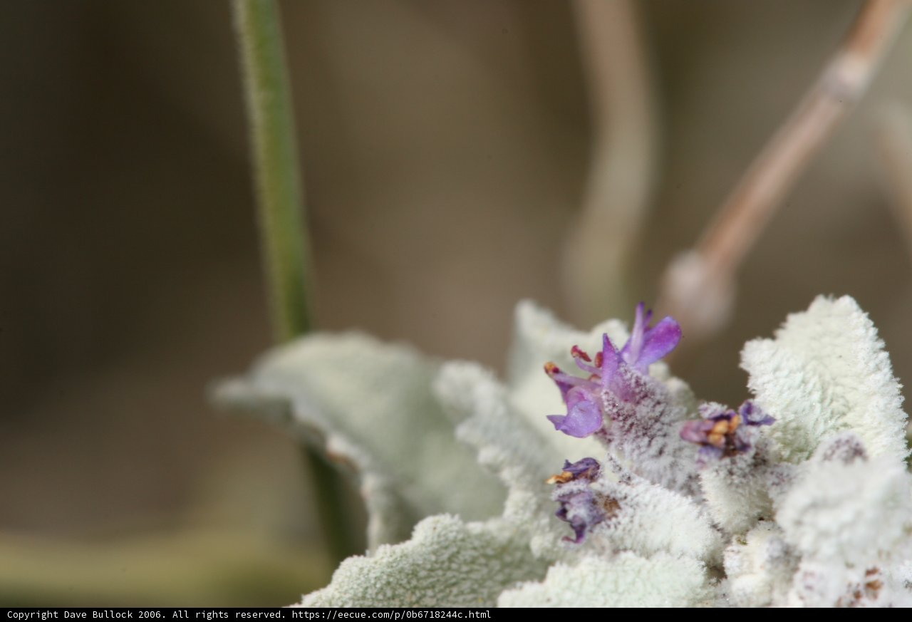 A Vibrant Geranium in the Desert