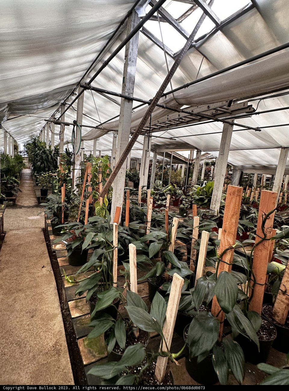 Into the Greenhouse Jungle