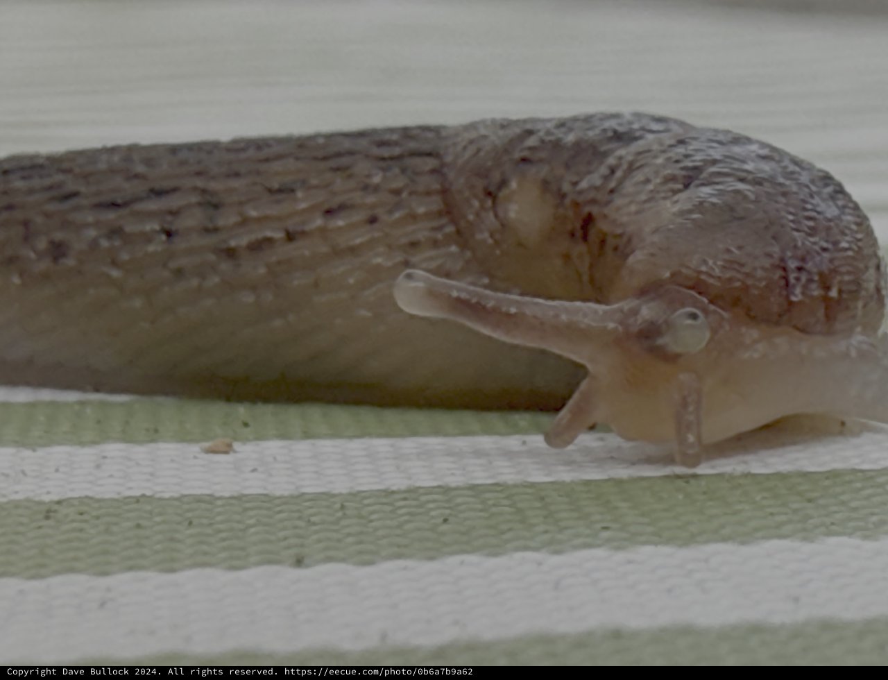 Slug Crawling on Wooden Surface Close-up