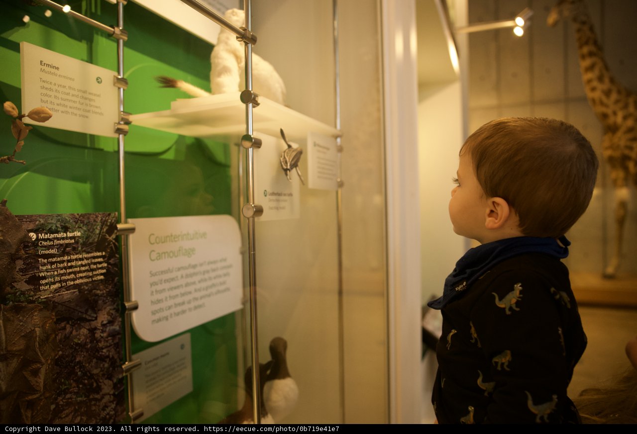 A Day at the Academy: Young Explorer in the Animal Kingdom