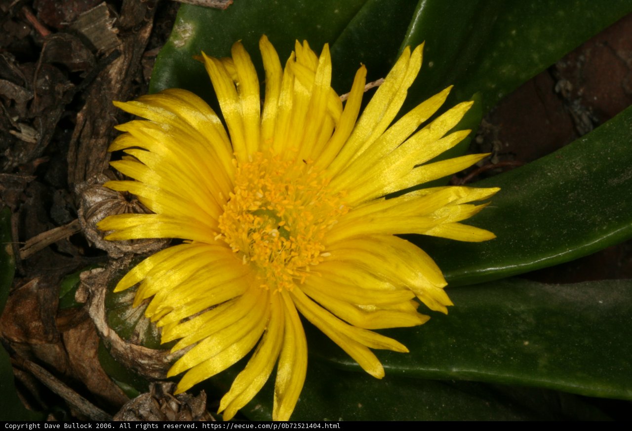Sunny Treasure Flower