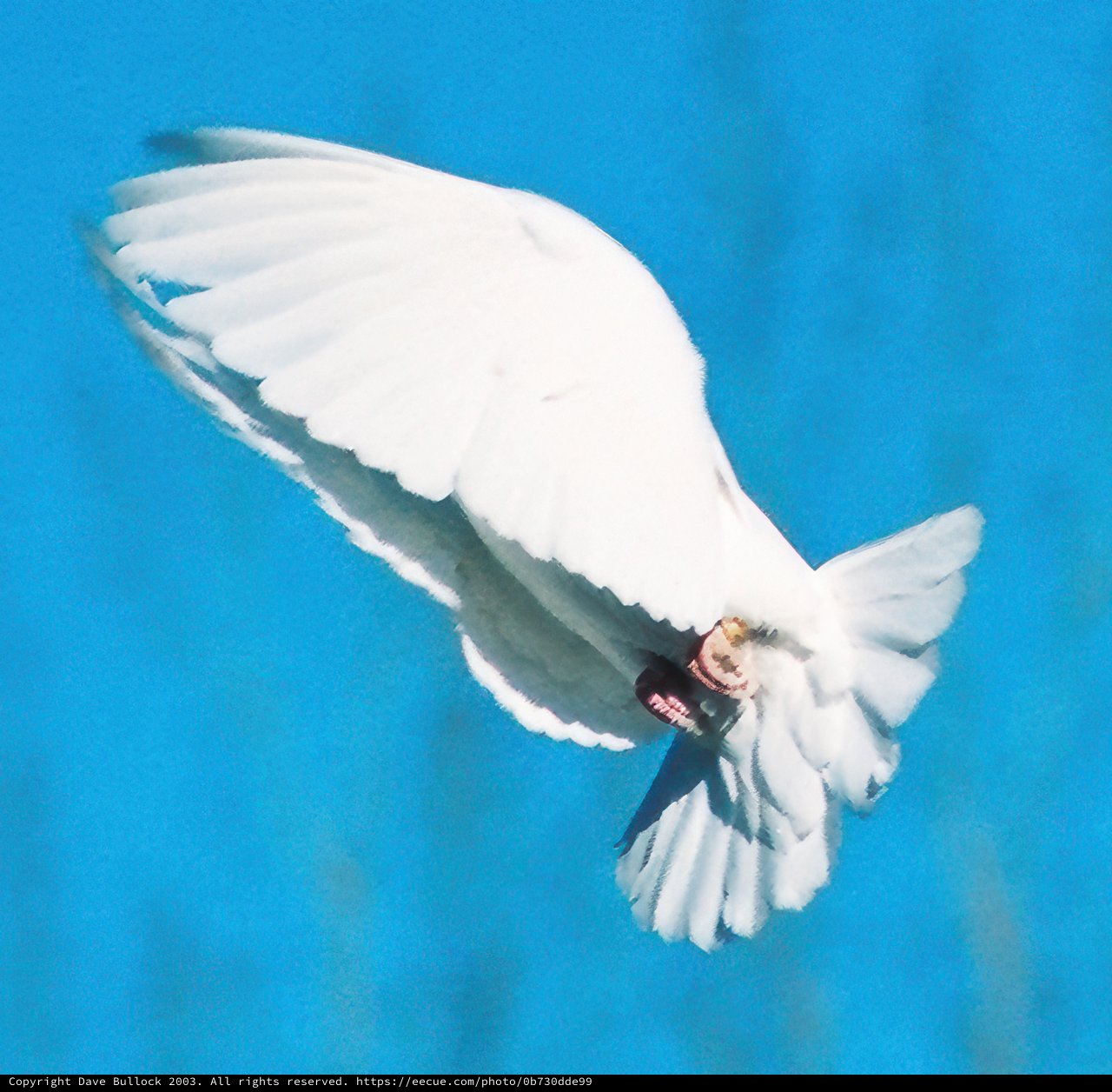 Soaring Serenity