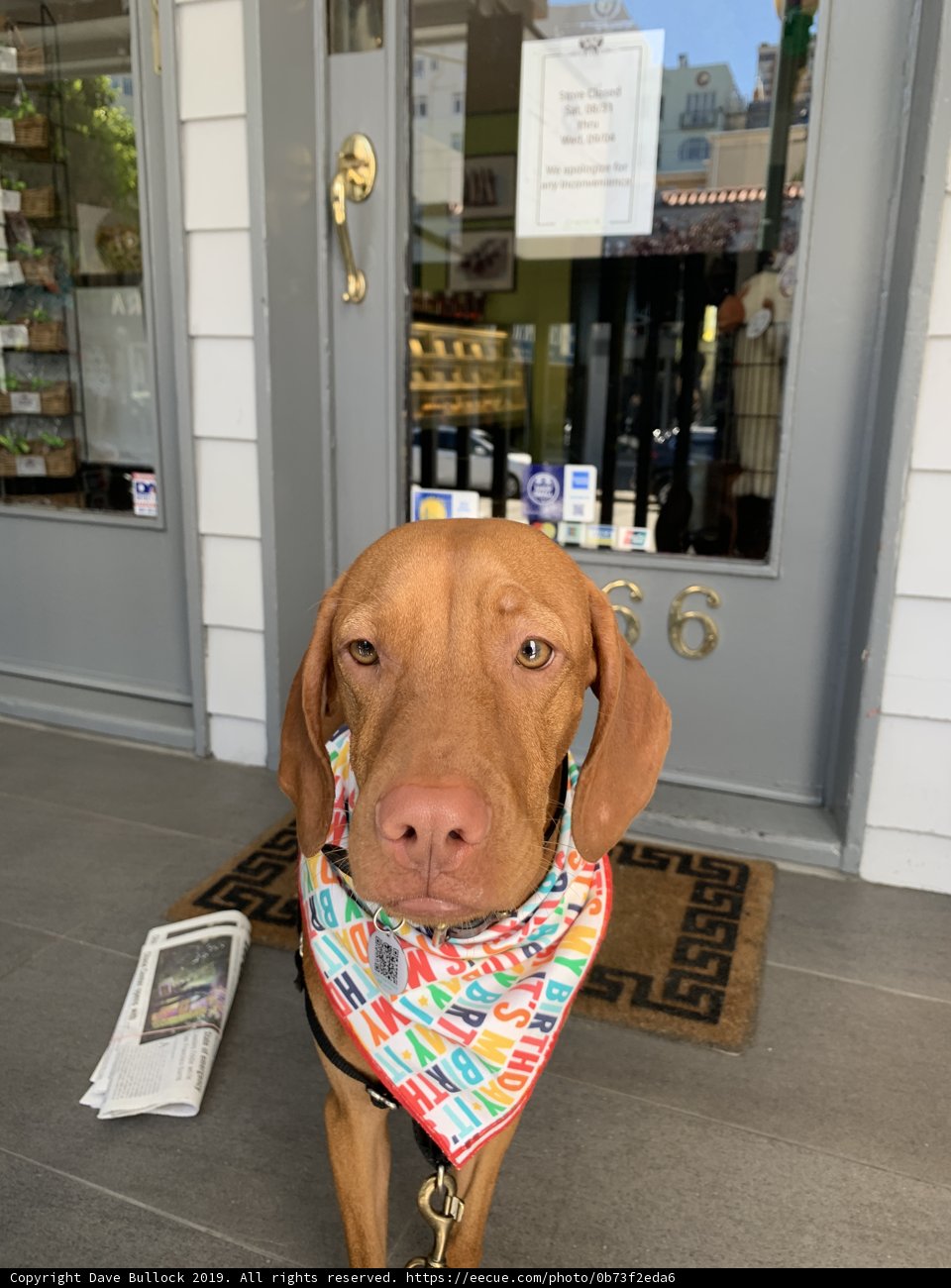 Stylish Vizsla at the Store