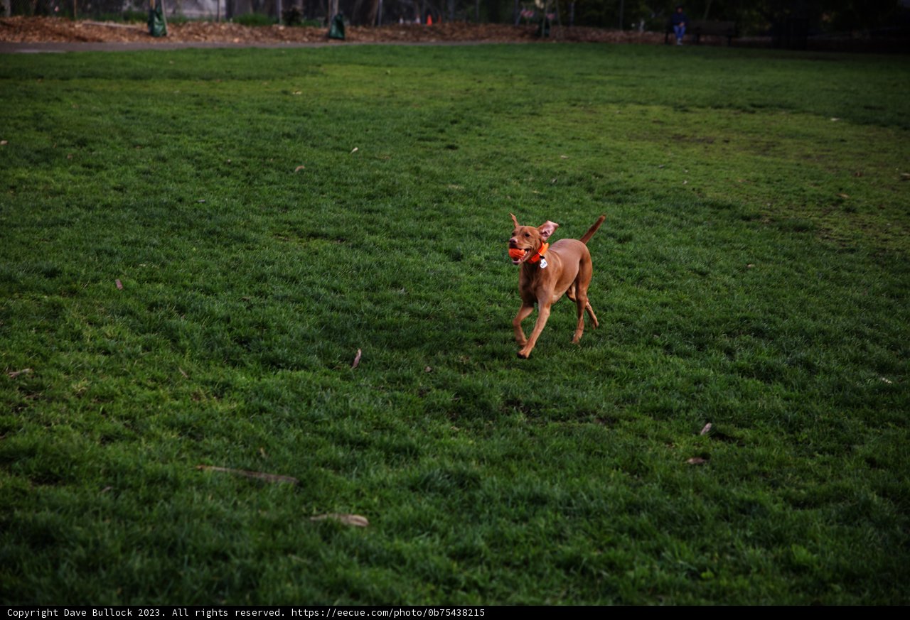 Frisbee Fun in the Fields