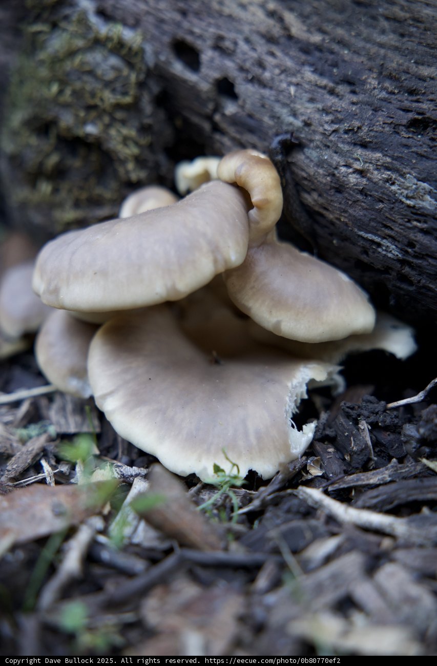 Nature's Hidden Gems
