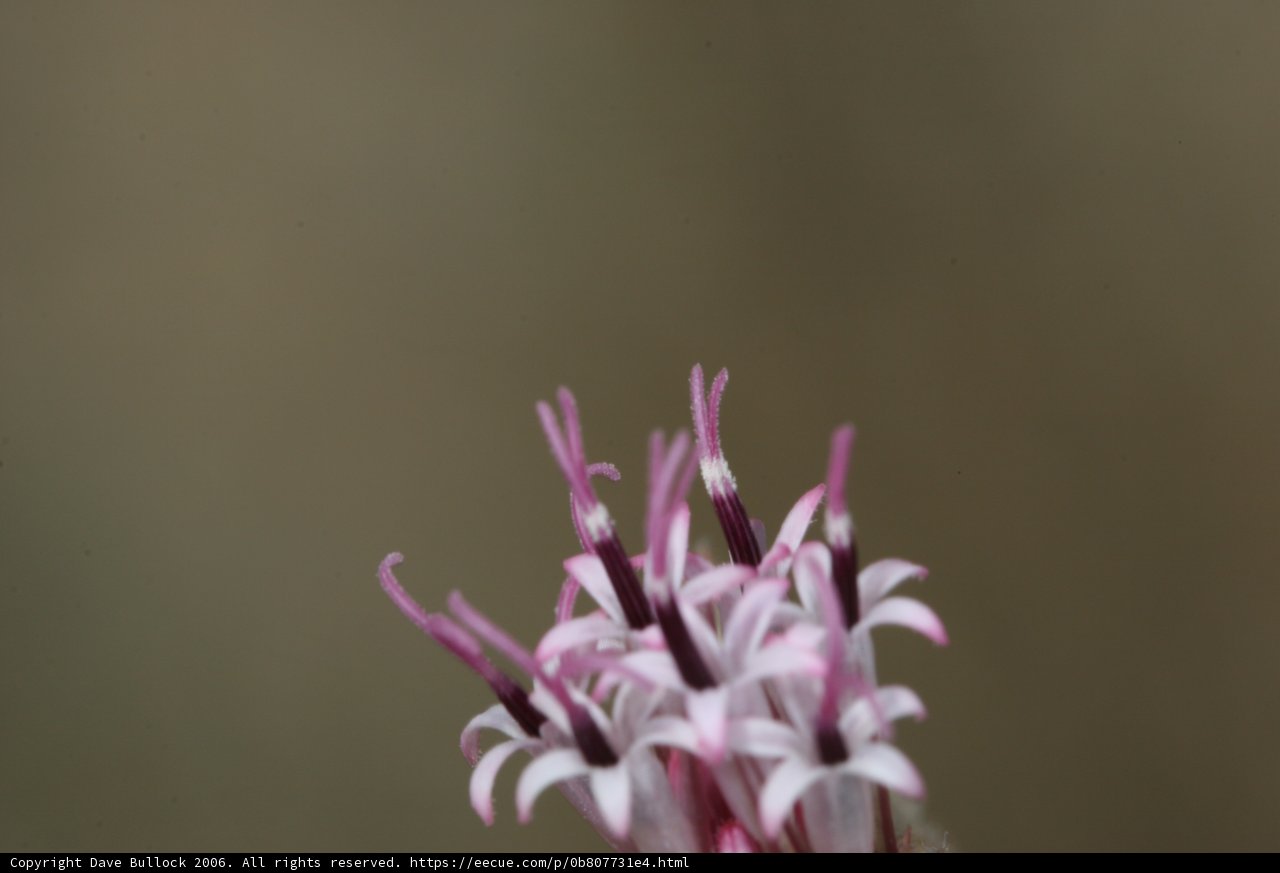 Purple Petals in the Desert