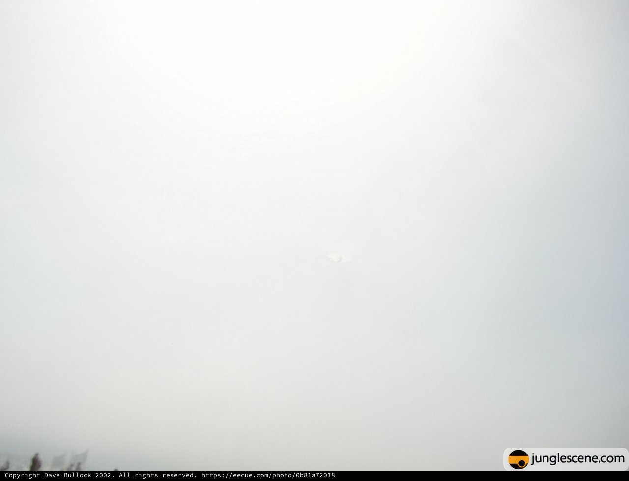A Solitary Figure Amidst the Fog