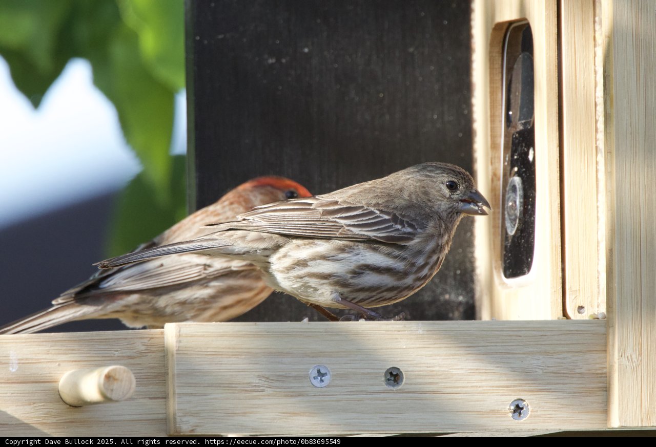 Feathered Companions at the Feeder