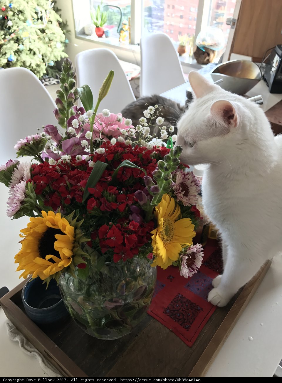 Feline Ikebana