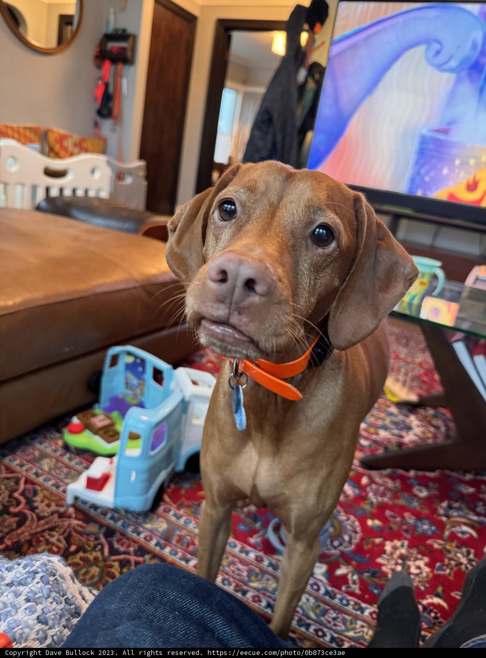 One Playful Afternoon: A Pooch's Moment to Shine