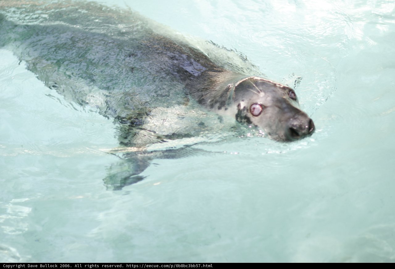 Serene Seal in the Swimming Pool