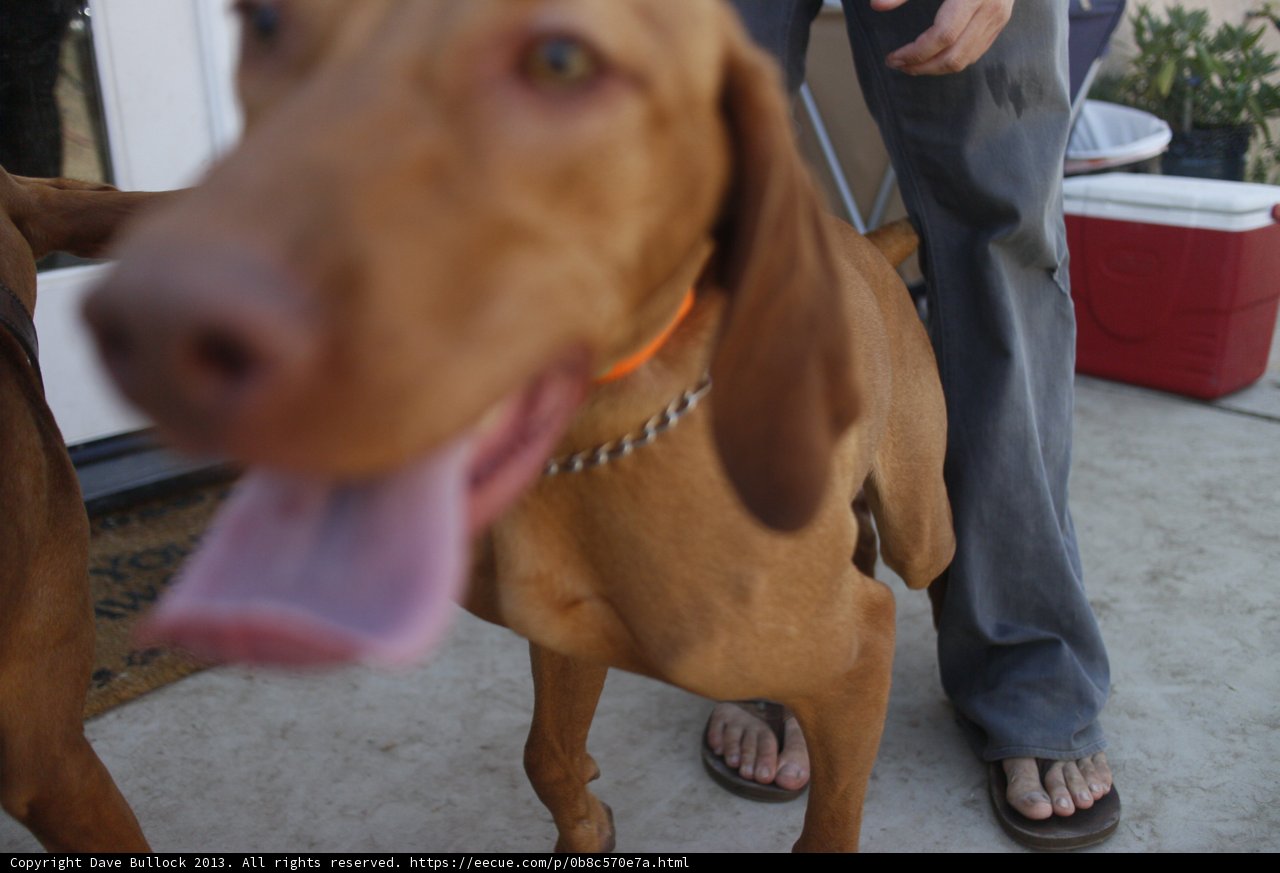 Happy Dog Days