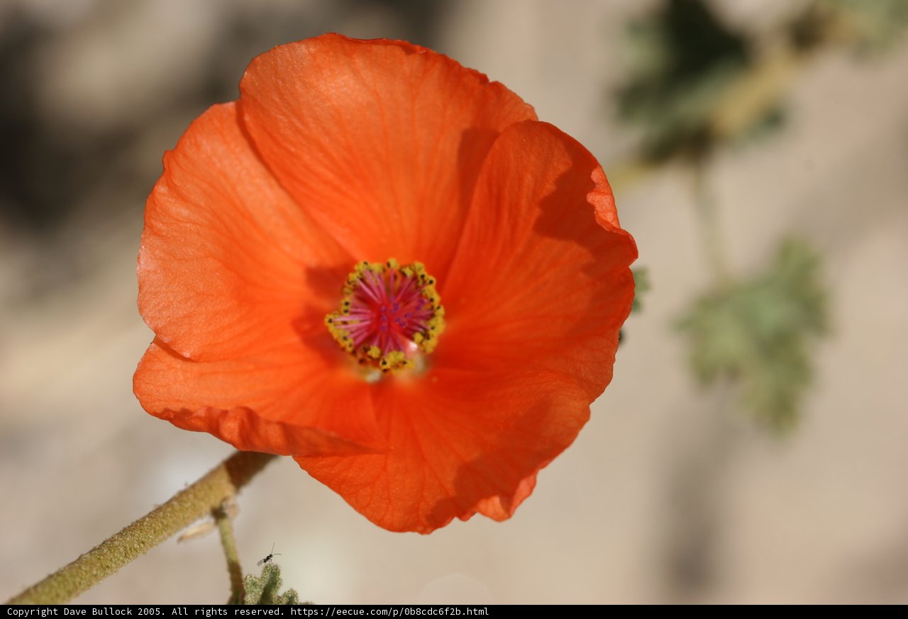 Vibrant Bloom