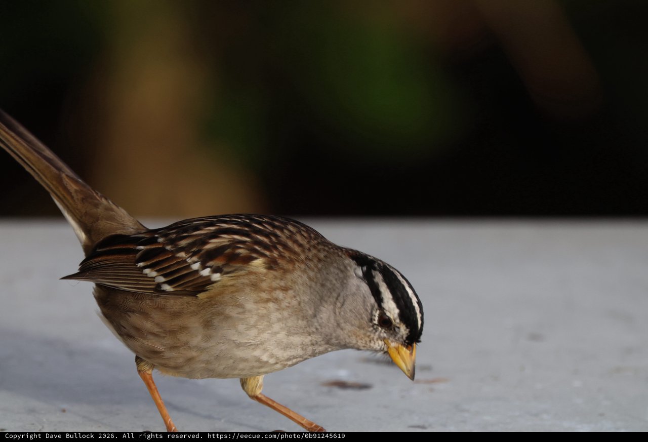 White-Crowned Sparrow Foraging on White Surface