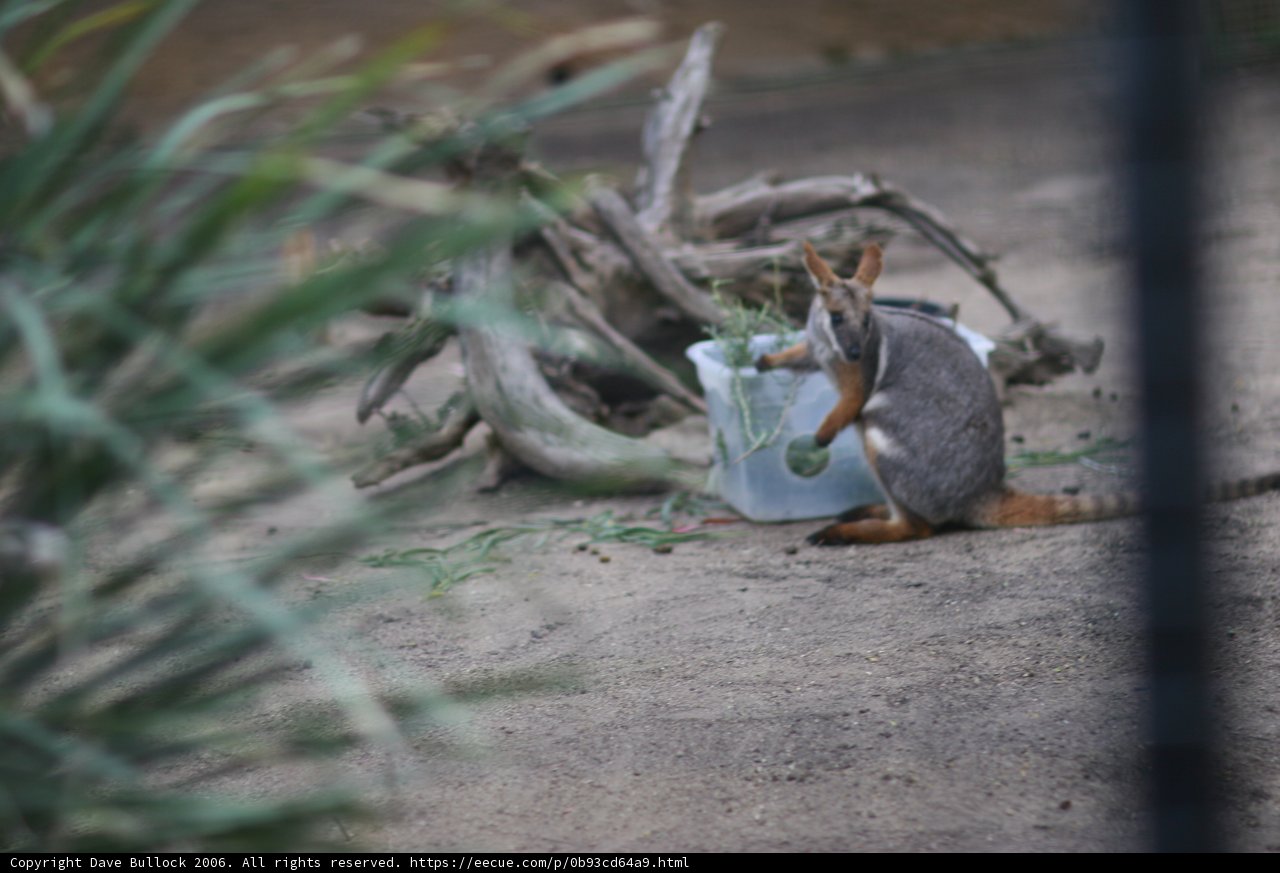Kangaroo Snacks