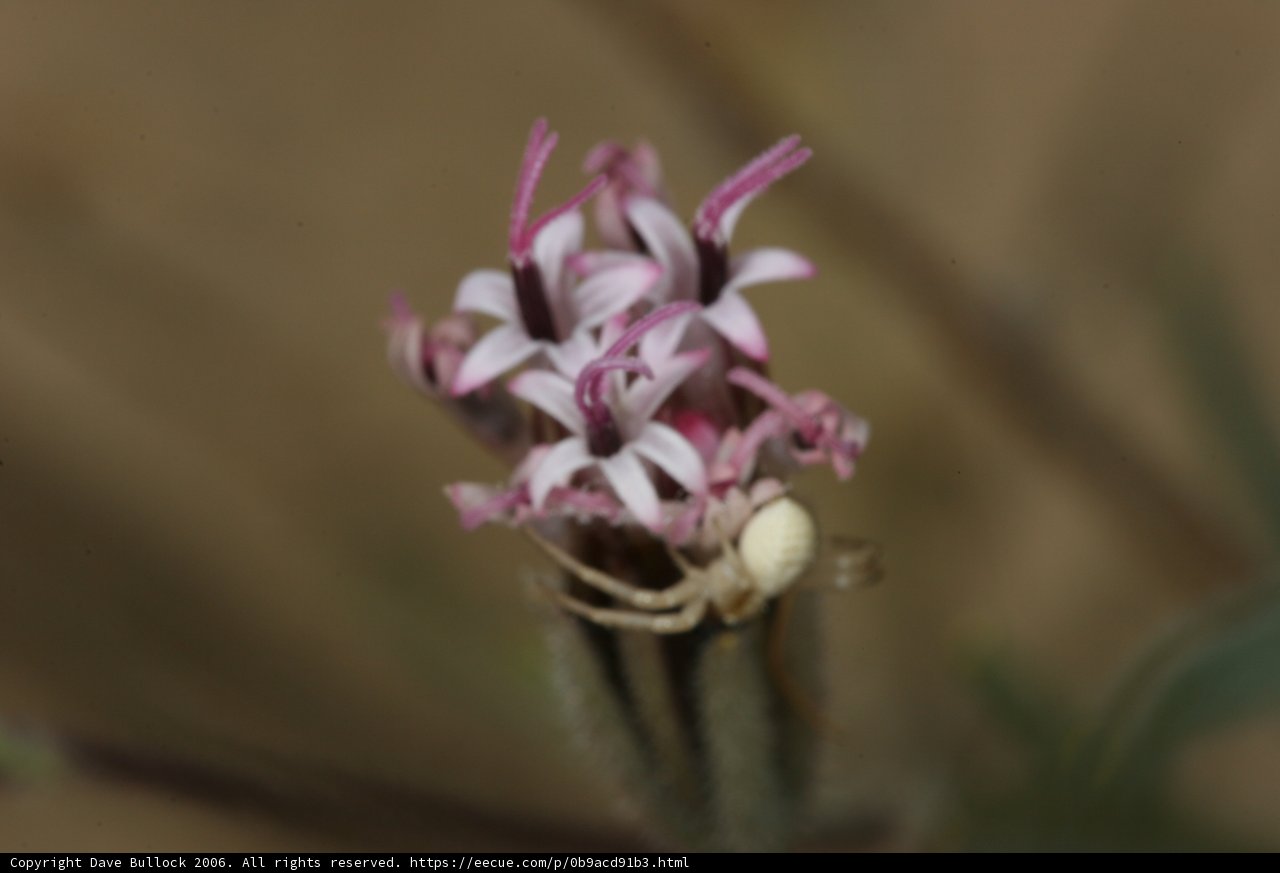 On a flower's throne