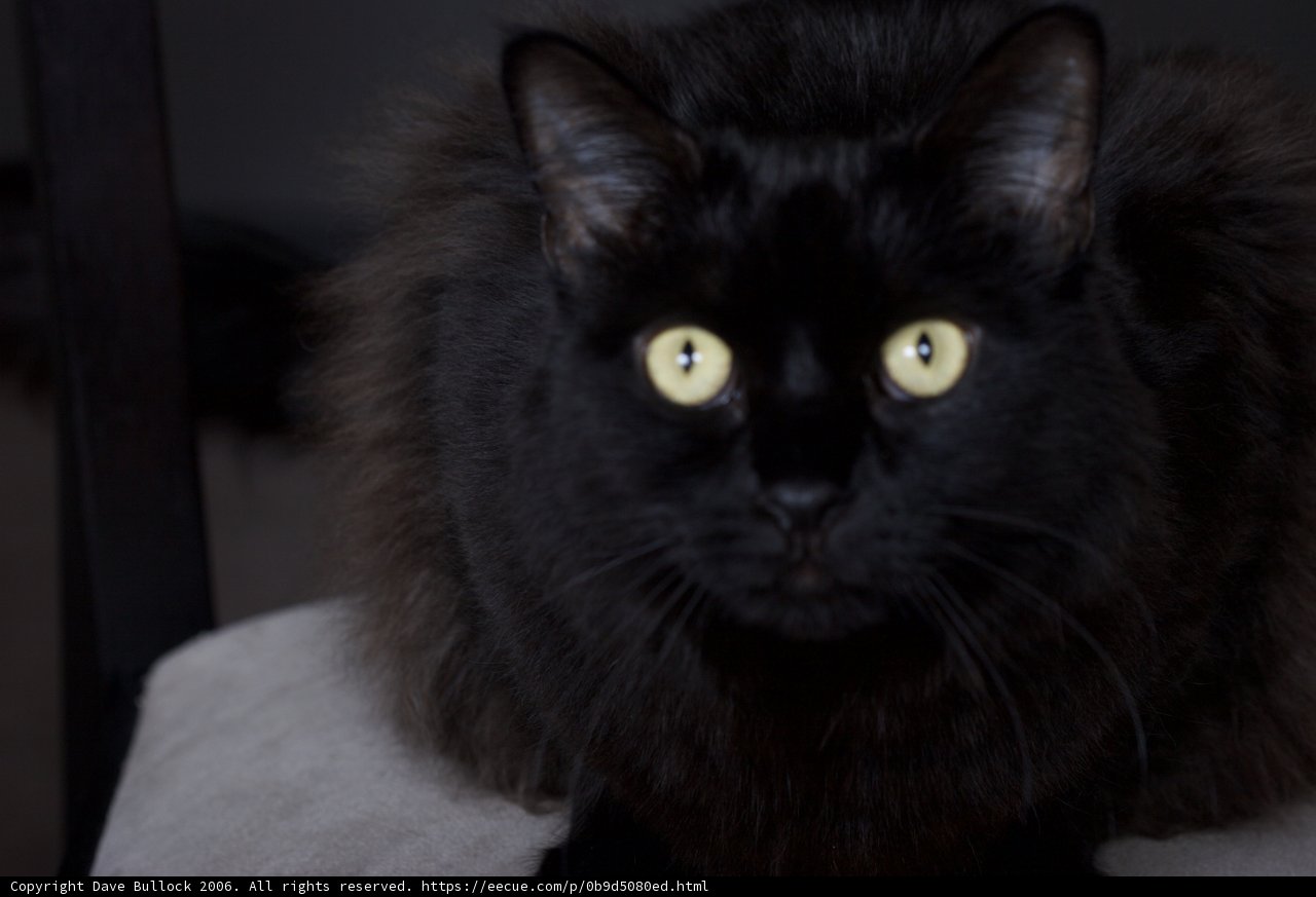 The Elegant Black Cat