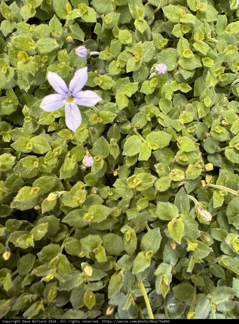 Spring Awakening: A Solitary Bloom Among Verdant Leaves