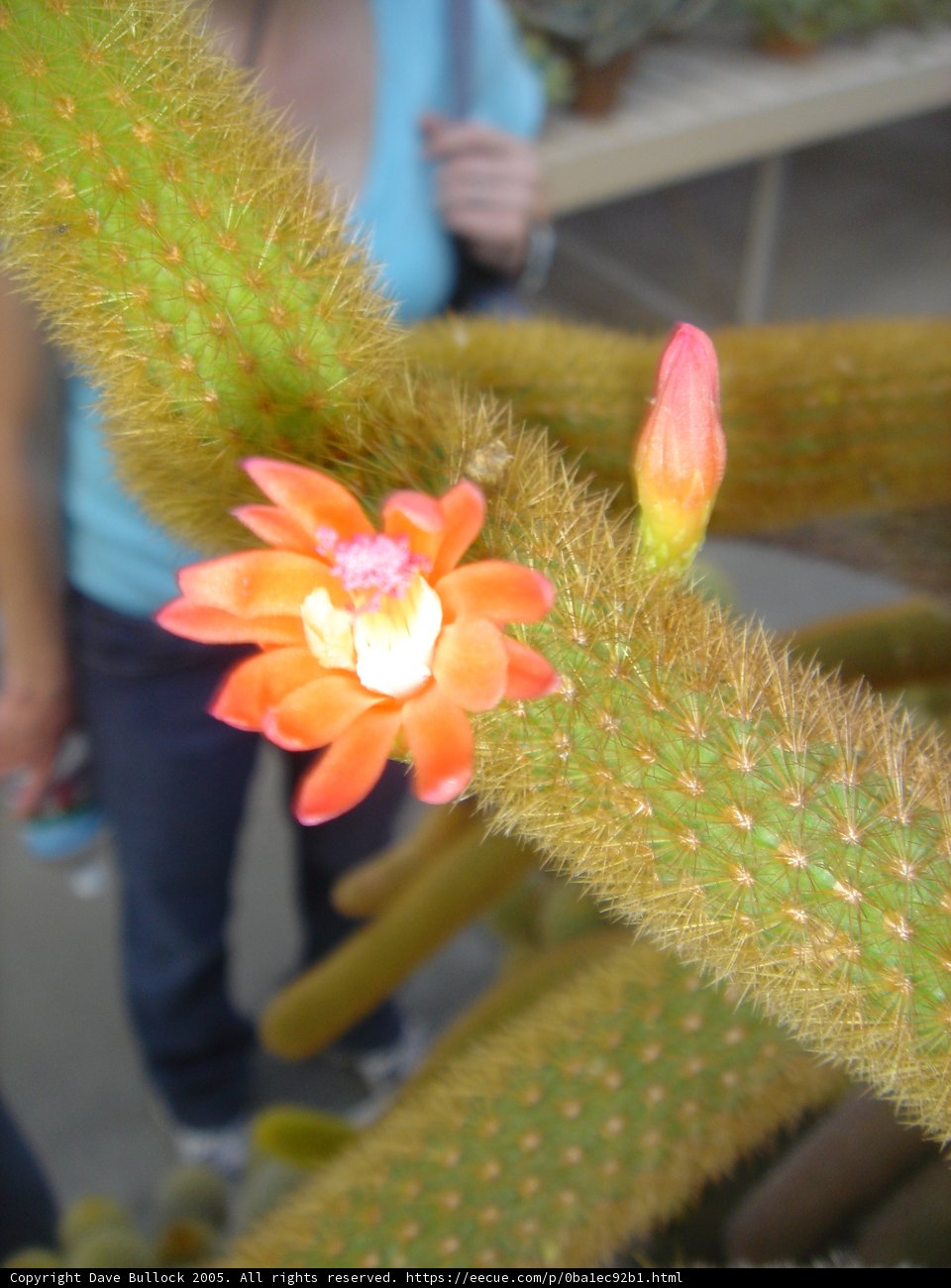 Cactus Blossom