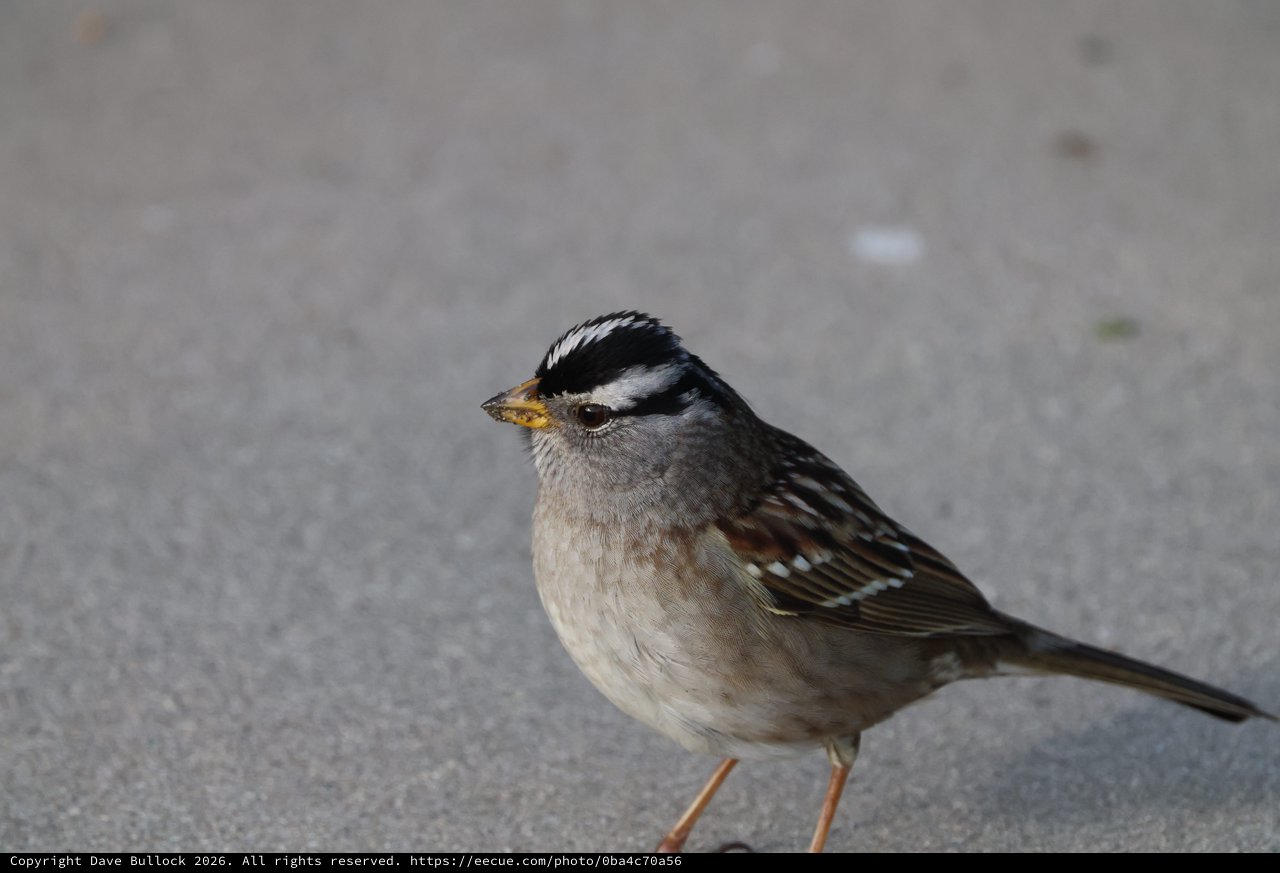 White-Crowned Sparrow Portrait on Gray Pavement
