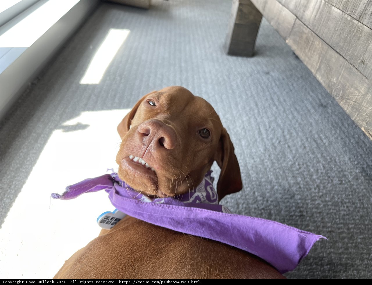 Fashionable Pup with a Purple Headscarf