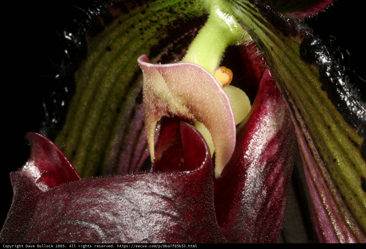 Beautiful Flower Up Close