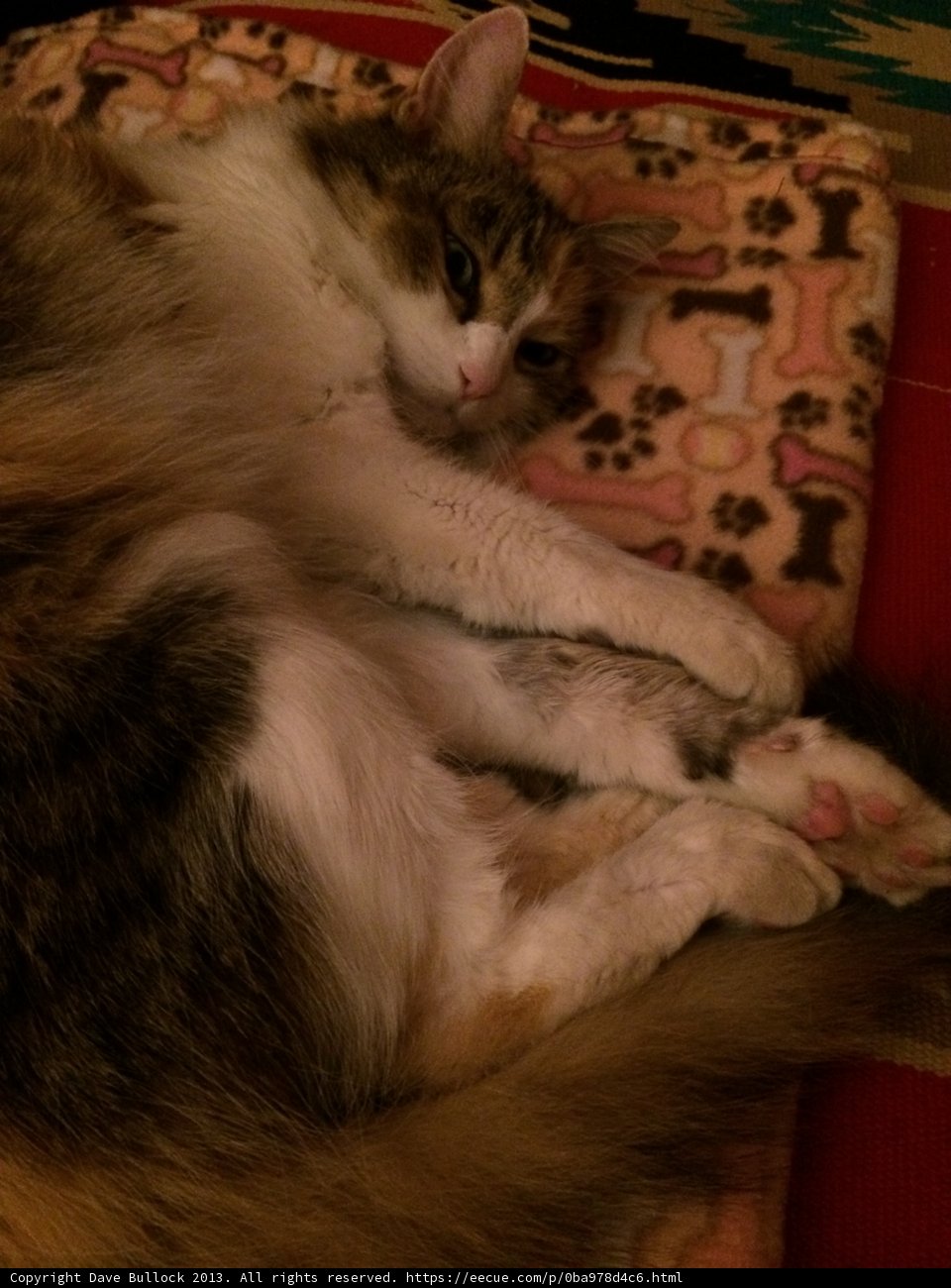 Cozy Cat Nap