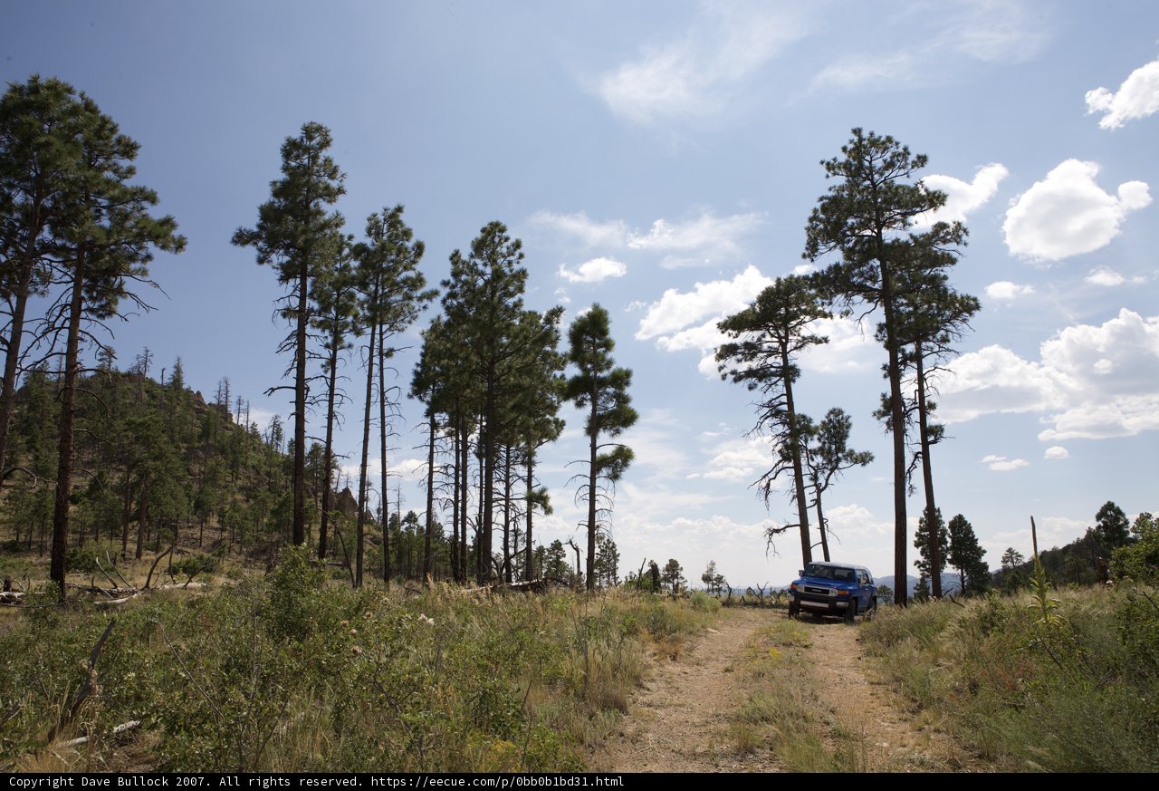 Blue Truck Adventuring through the Fir Wilderness