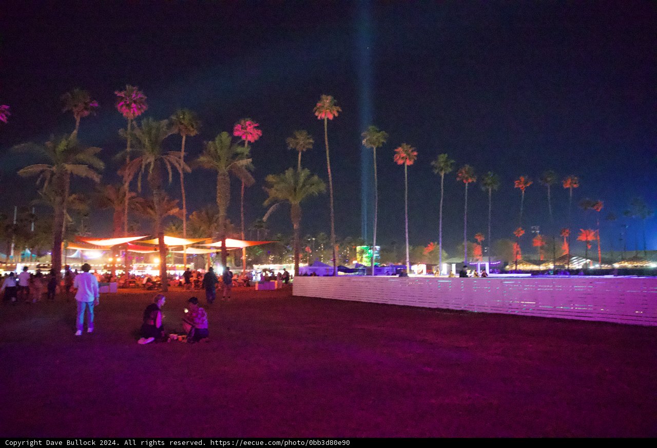 Palm Silhouettes and Festival Lights