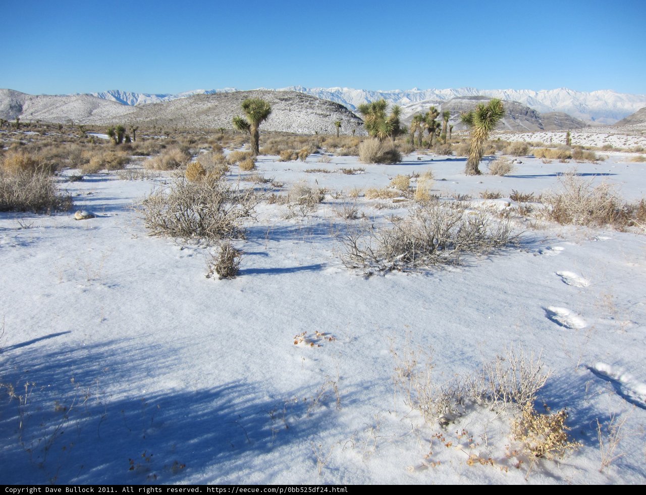 Winter Wonderland in the Desert