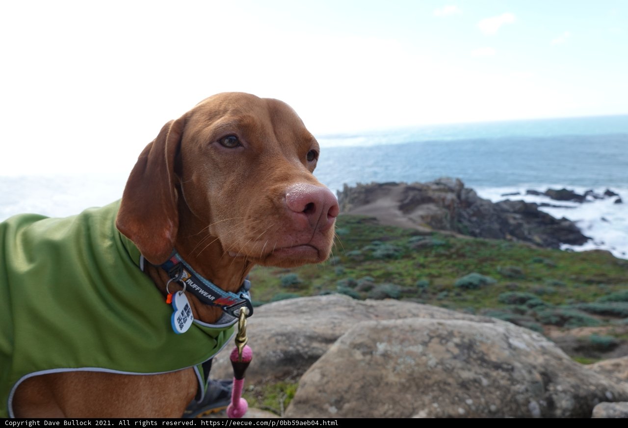 The Hound in Green