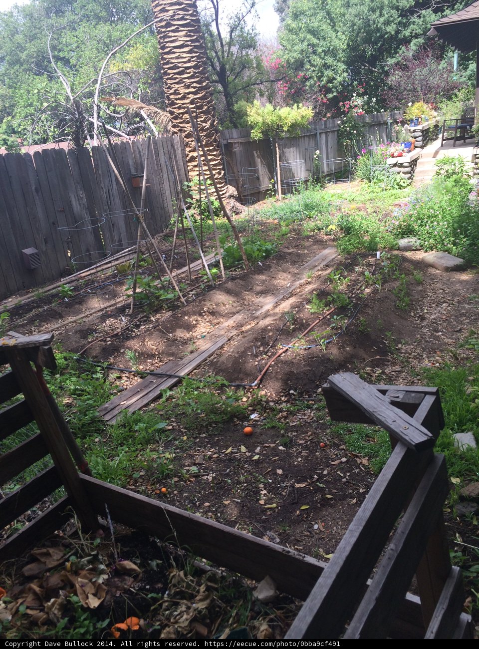 Nature's Backdrop
