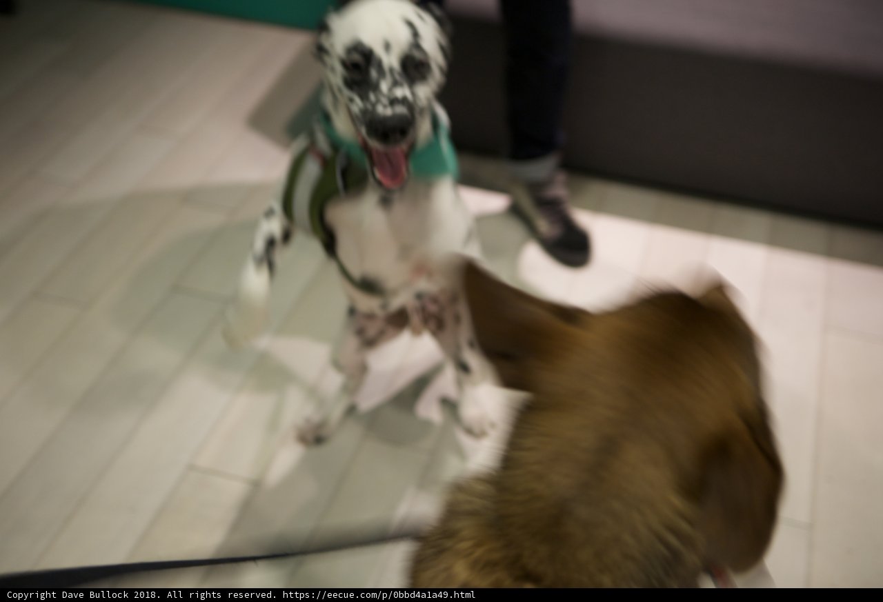 The Regal Dalmatian