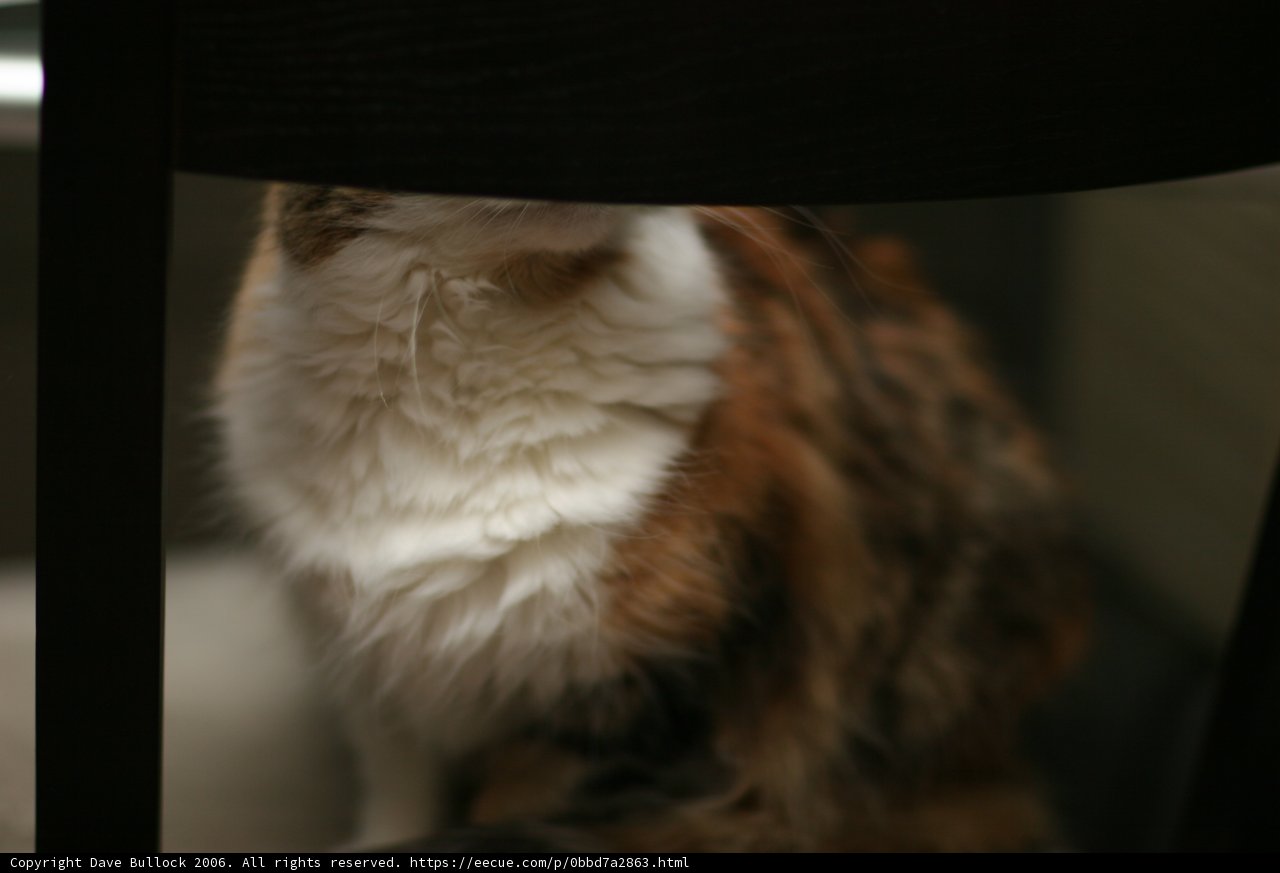 Chairman of the Feline Society