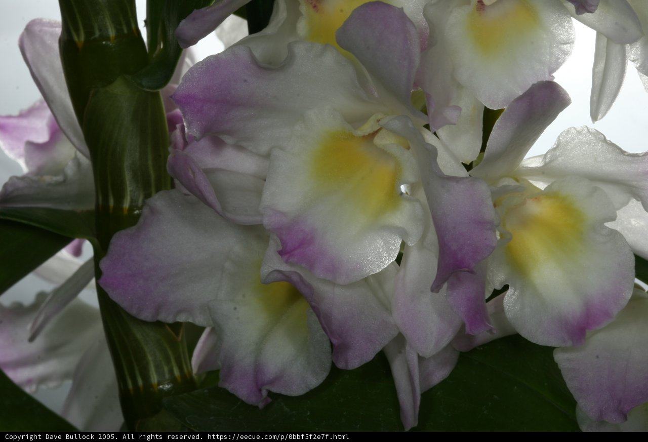 Yellow and White Flower