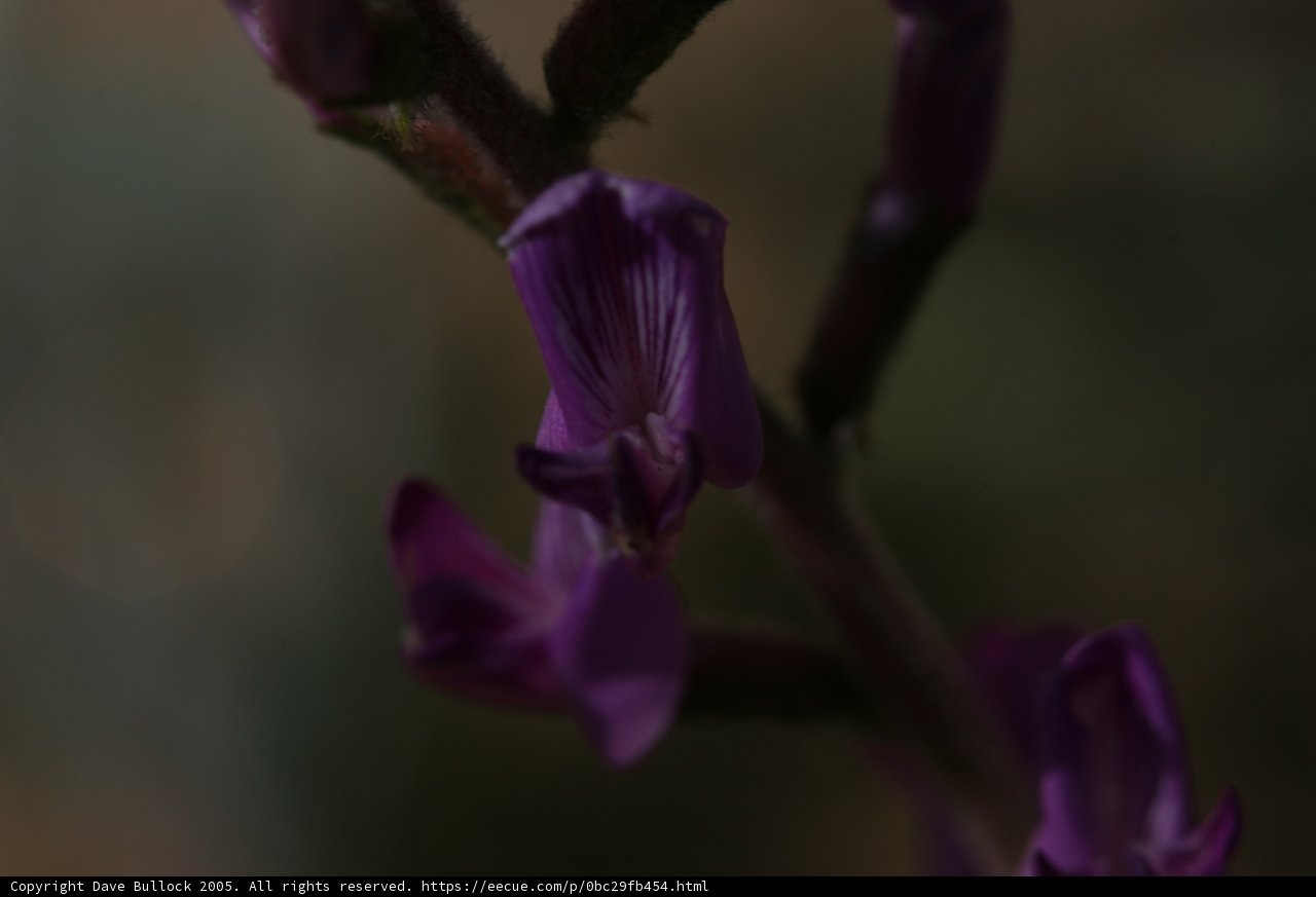 Purple Orchid Up Close